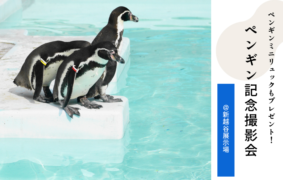 【新越谷】7/16ペンギン記念撮影会を開催します！
