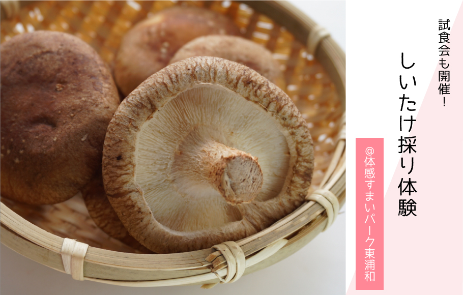【試食会も開催！】しいたけ採り体験〈体感すまいパーク東浦和〉