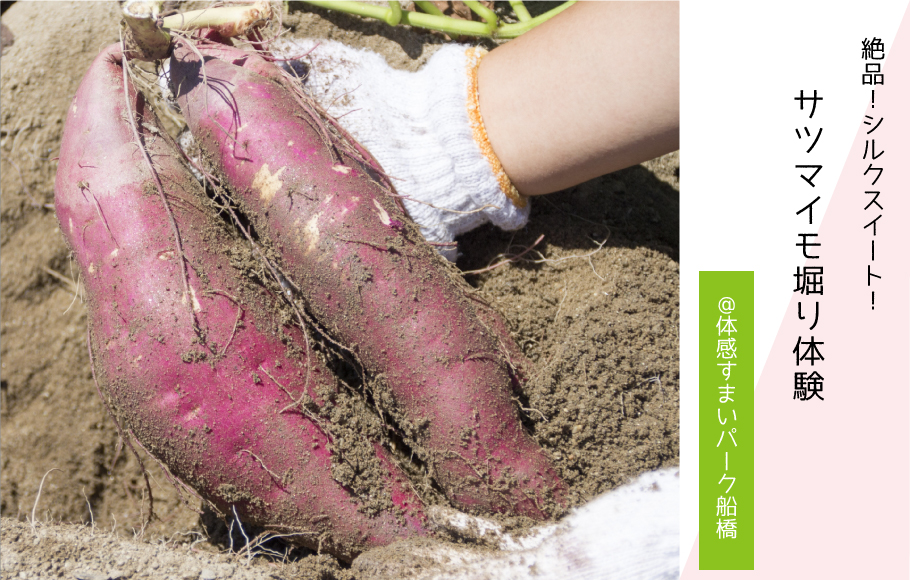 【絶品！シルクスイート！】展示場でサツマイモ掘り体験〈体感すまいパーク船橋〉