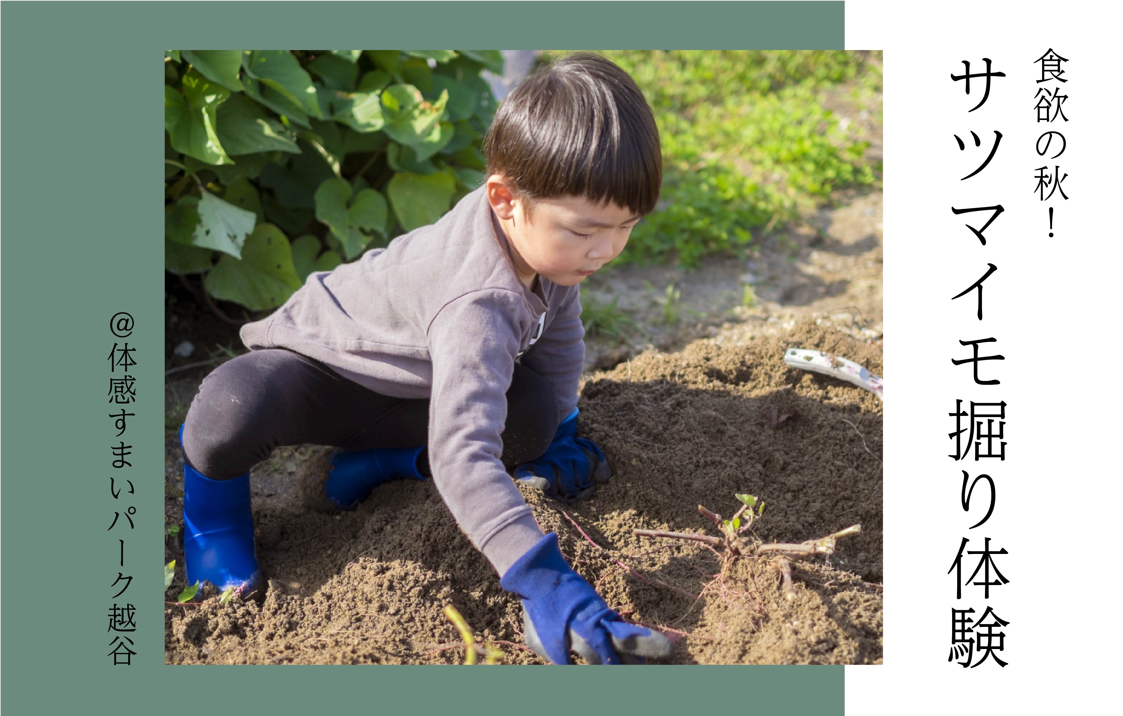 【先着16組】サツマイモ掘り体験〈体感すまいパーク越谷〉