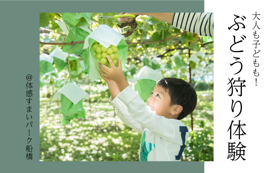 【大人も子どもも！】ぶどう狩り体験＜体感すまいパーク船橋＞