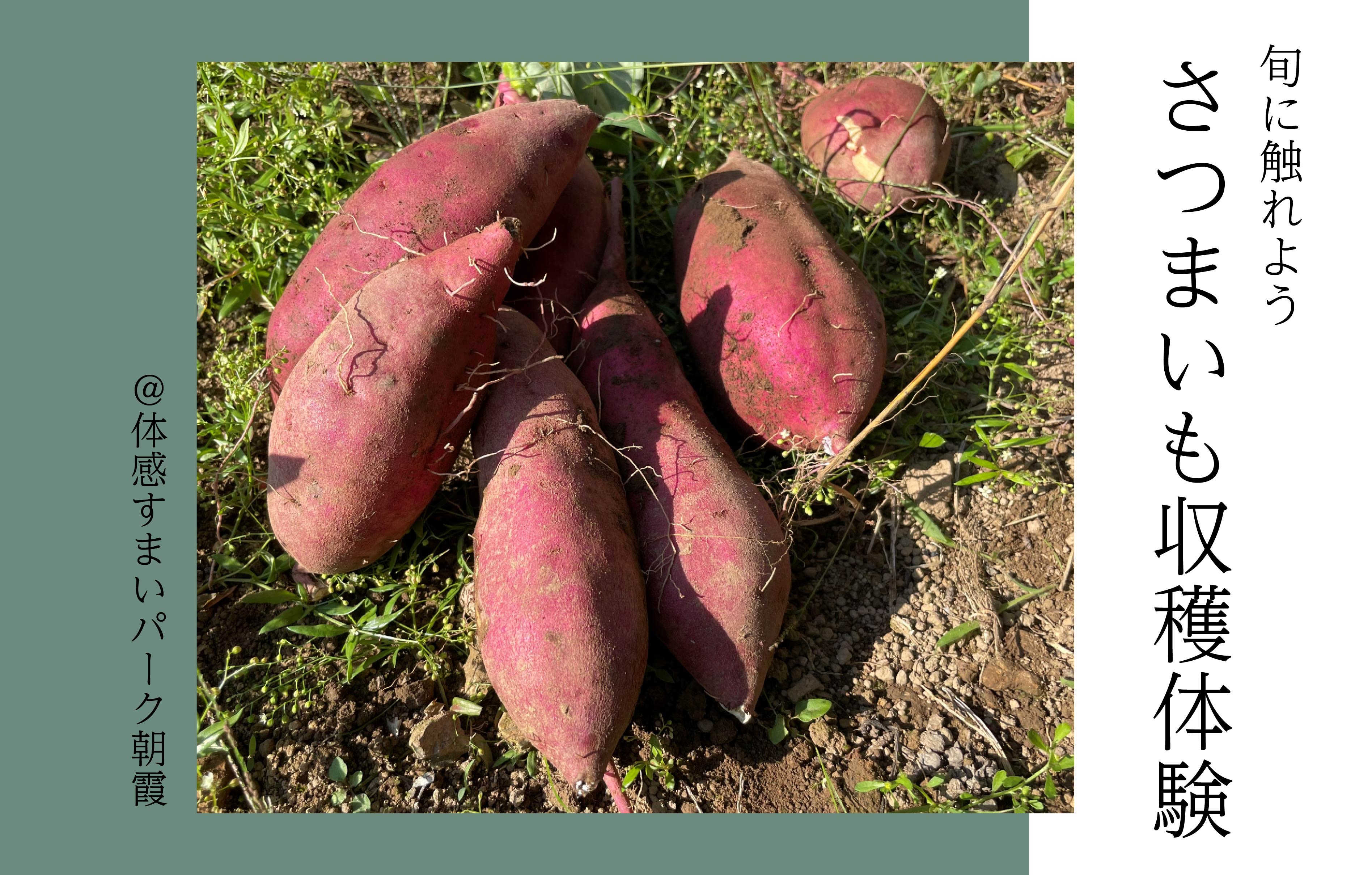 【旬に触れよう】さつまいも収穫体験＜体感すまいパーク朝霞＞