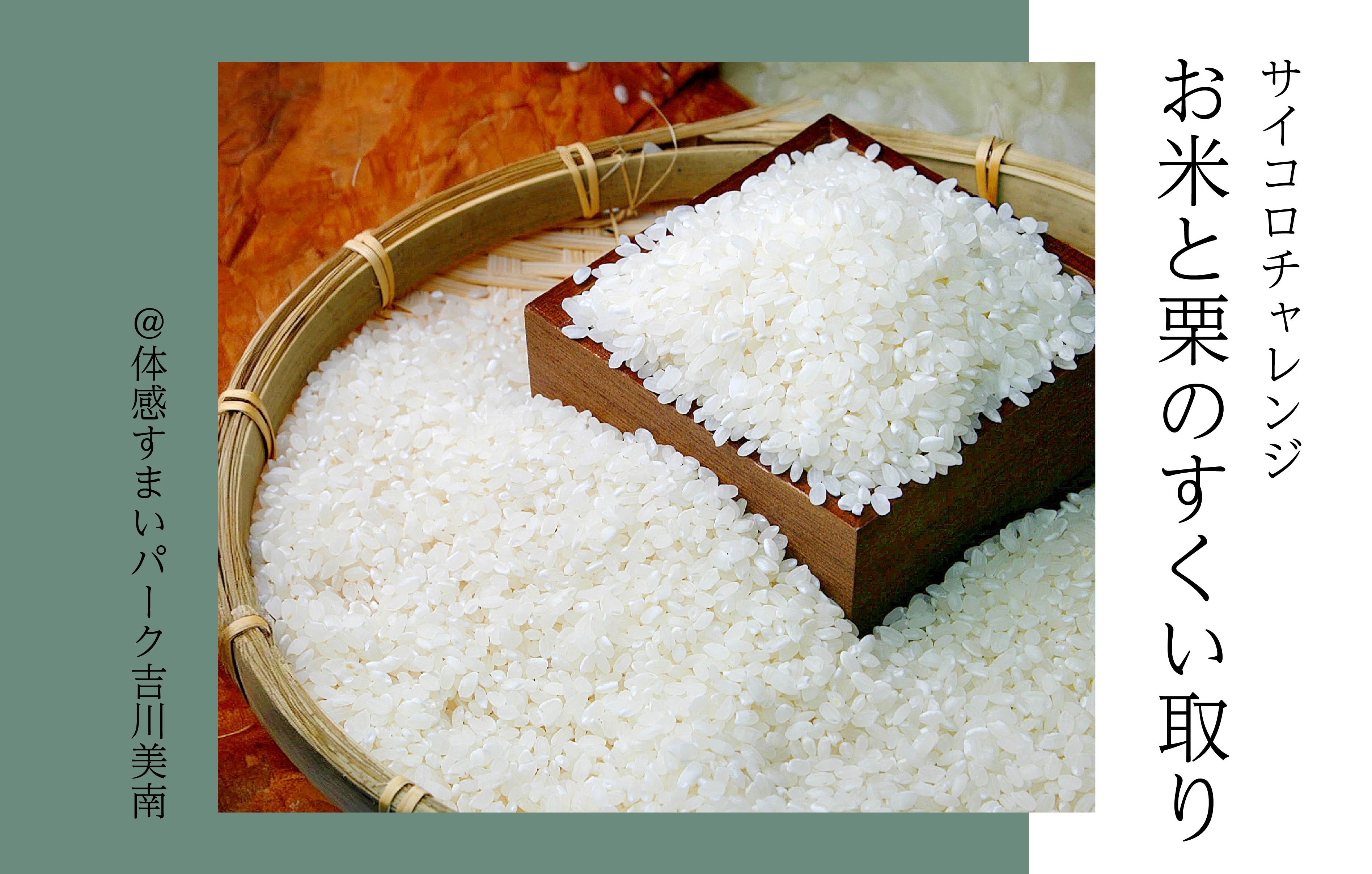 【サイコロチャレンジ】お米と栗のすくい取り＜体感すまいパーク吉川美南＞