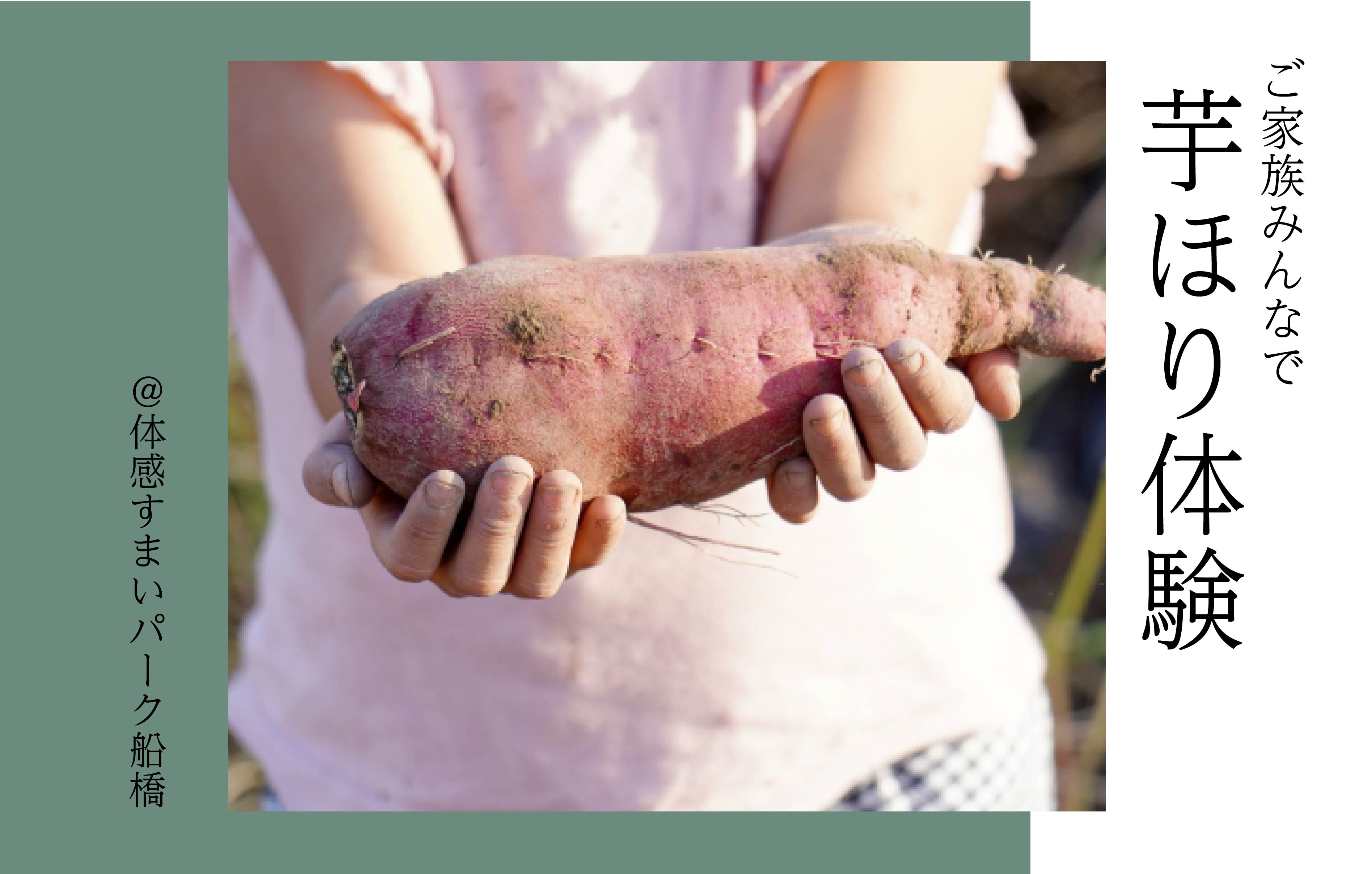 【ご家族みんなで】芋ほり体験＜体感すまいパーク船橋＞