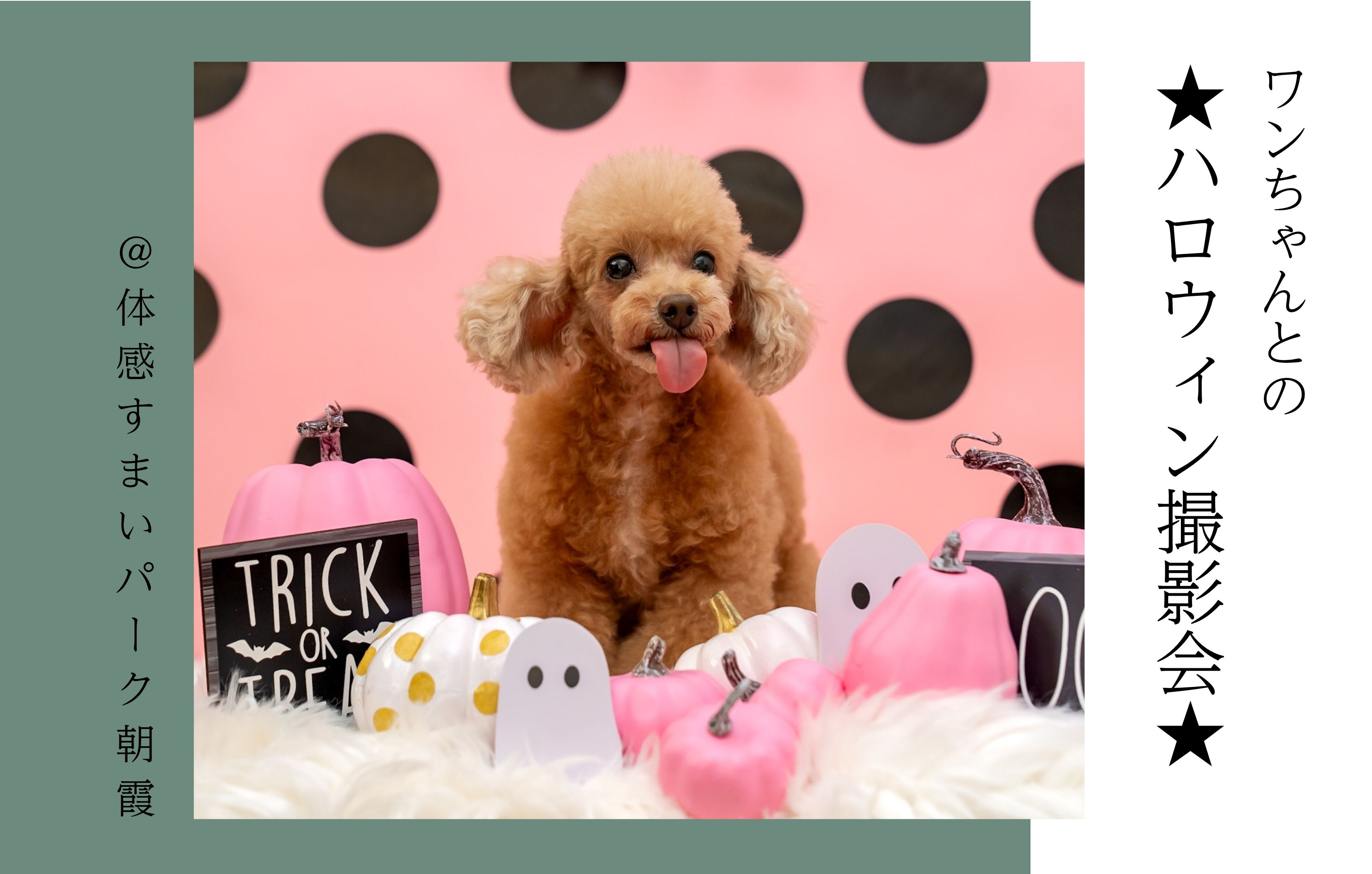 【ワンちゃんとの】ハロウィン撮影会＜体感すまいパーク朝霞＞