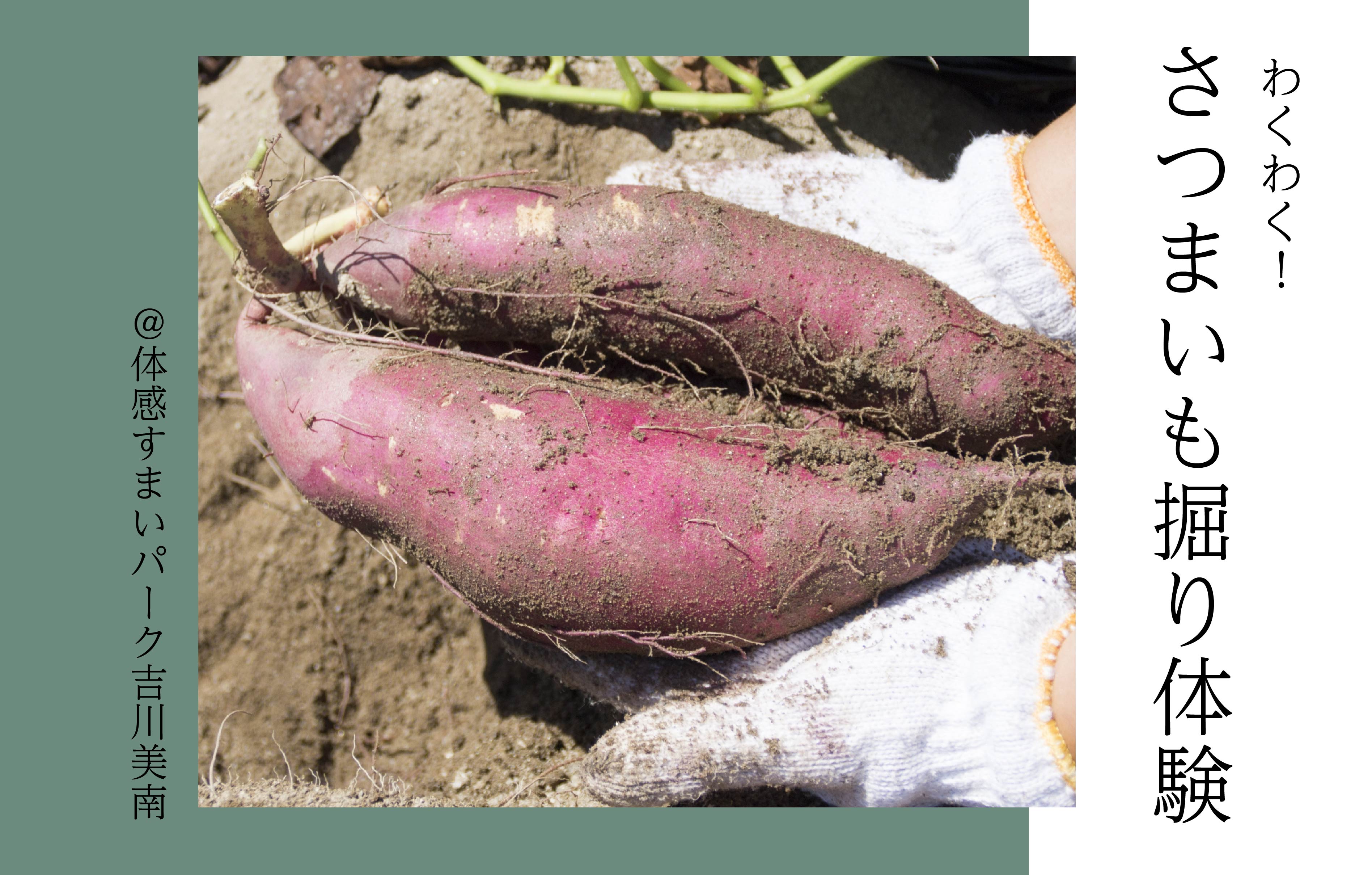 【わくわく】ポラス de さつまいも掘り体験＜体感すまいパーク吉川美南＞