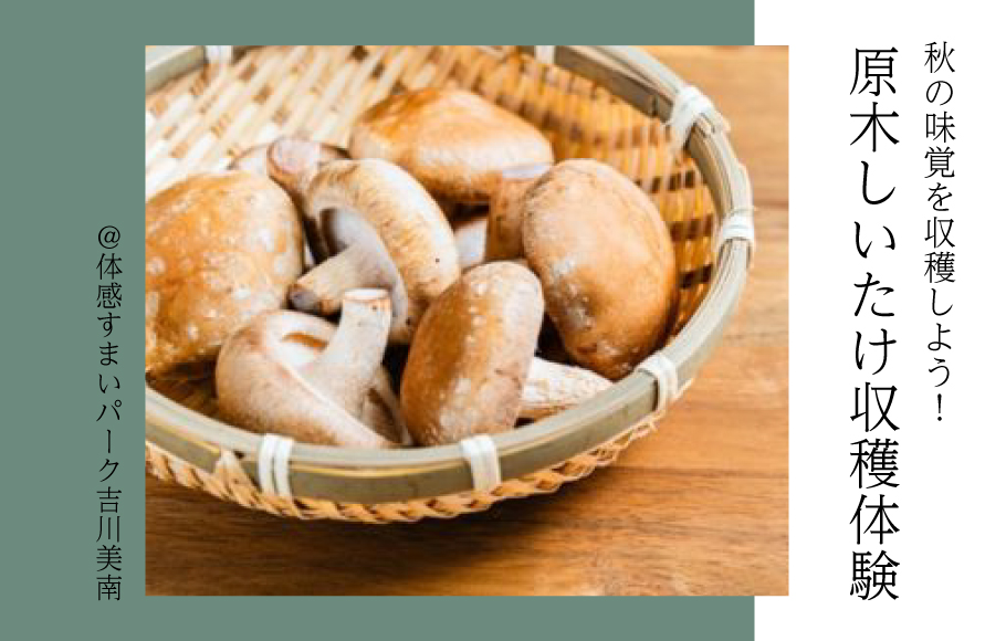 しいたけ収穫体験